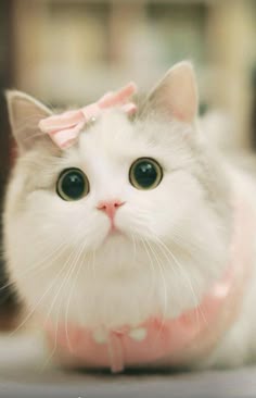 Cute cat